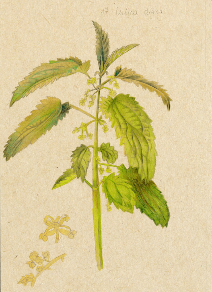 Urtica